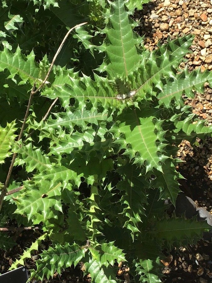 Acanthus sennii — search result for 'Acanthus'