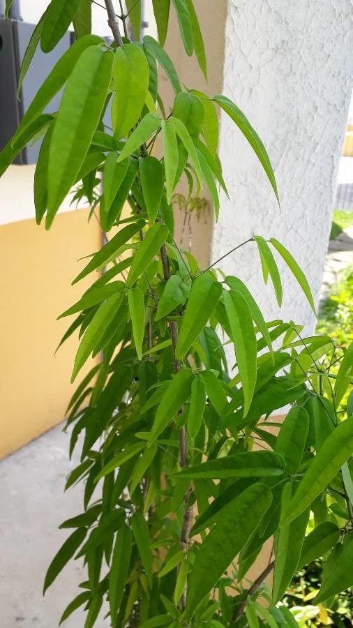 Fridericia chica — search result for 'Bignoniaceae'