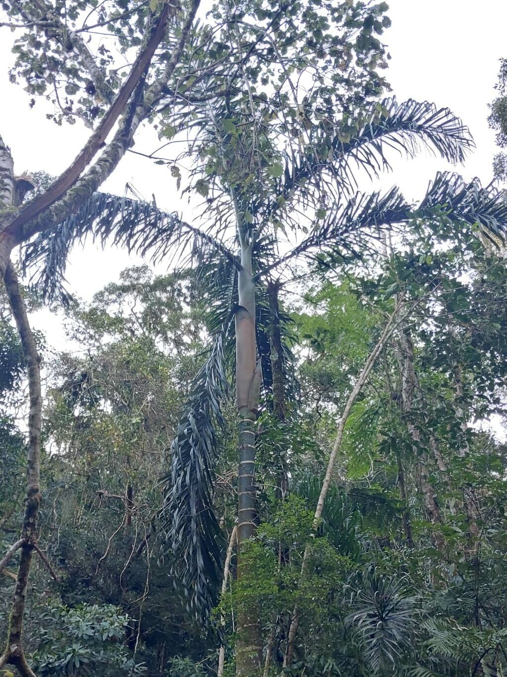 Dypsis malcomberi — houseplant care guide