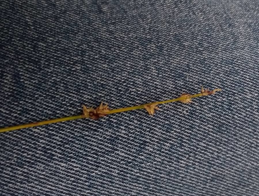 Carex brunnescens flower