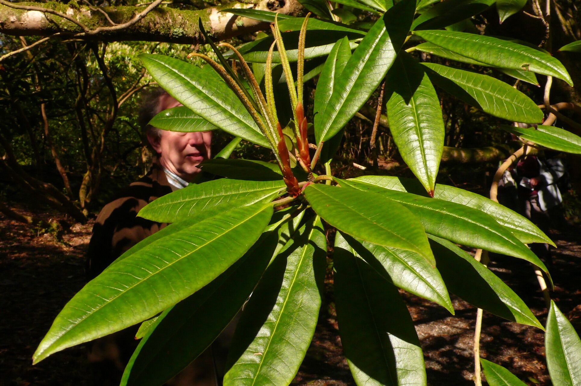 Rhododendron ramsdenianum — houseplant care guide