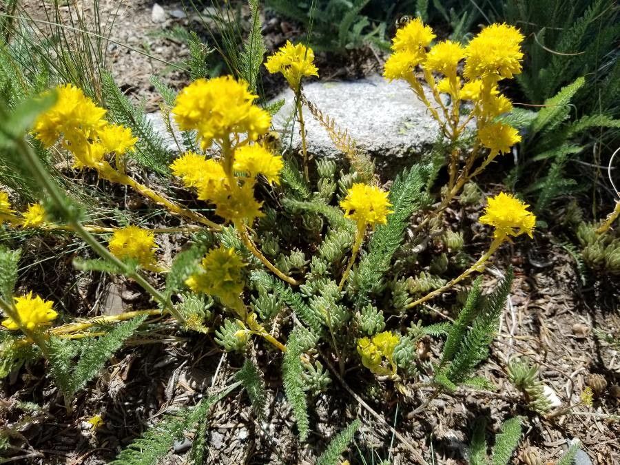 Sedum lanceolatum flower