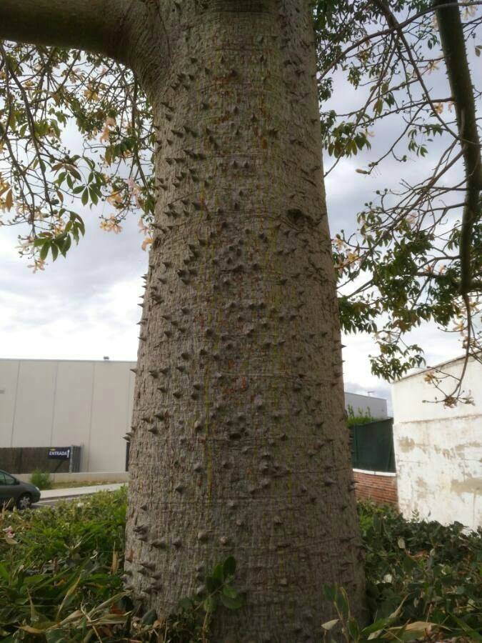 Zanthoxylum clava-herculis flower