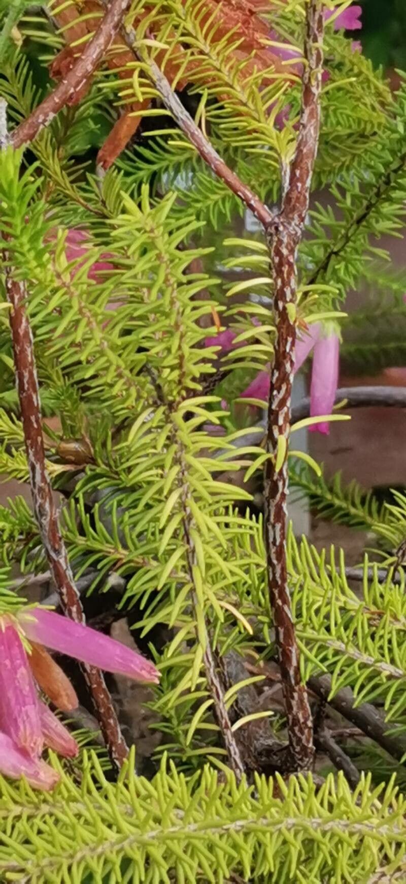 Erica doliiformis bark