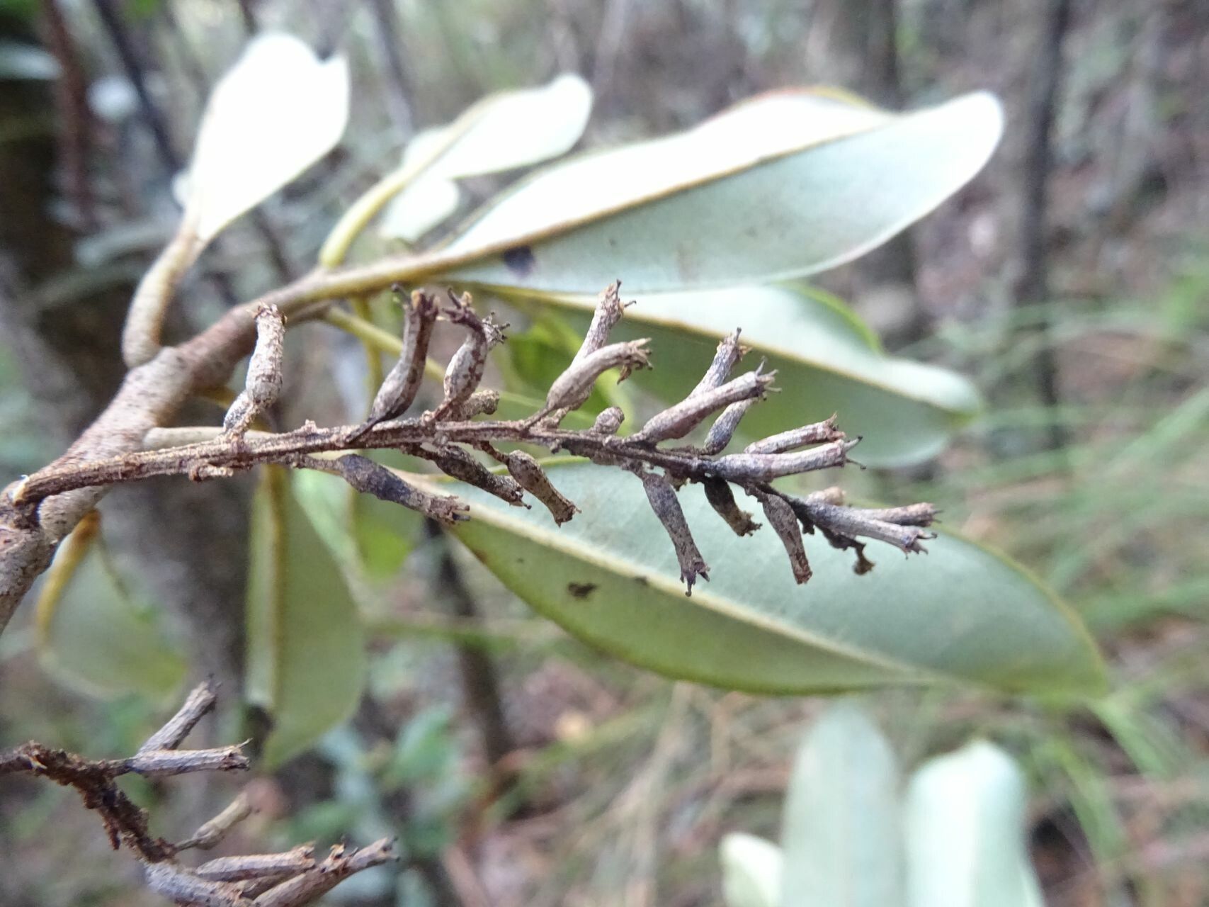 Quintinia minor — related species from the same genus