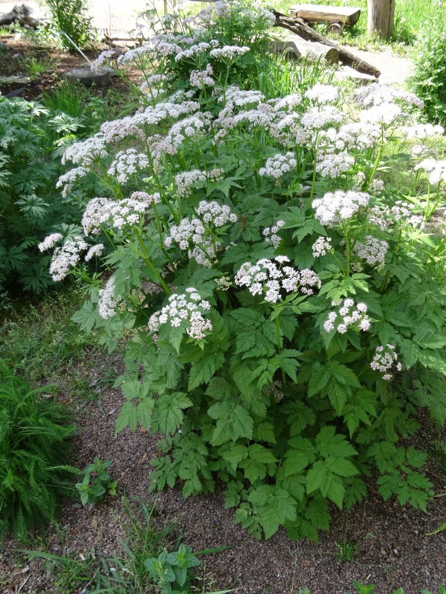 Aegopodium alpestre flower