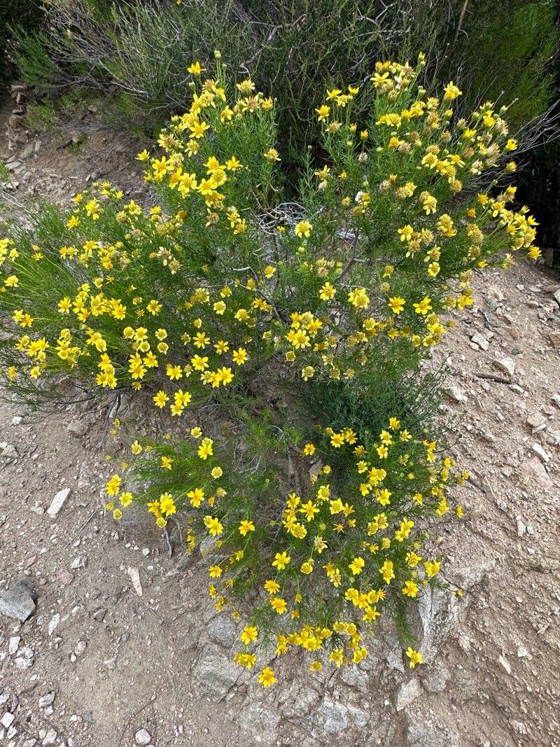 Thymophylla acerosa — related species from the same genus