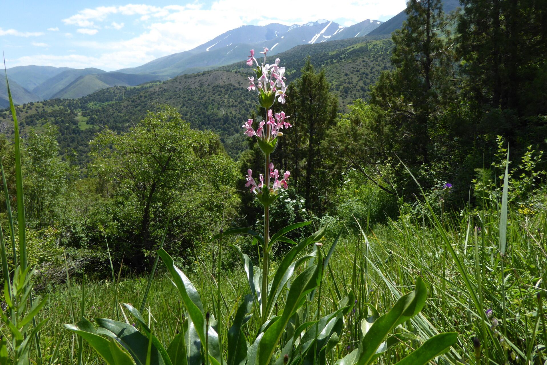 Morina kokanica habit