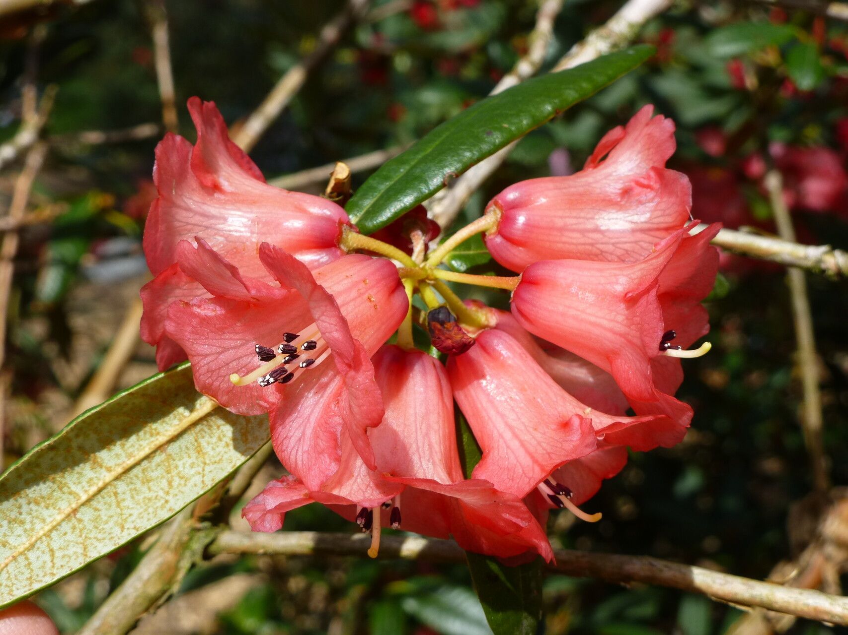 Rhododendron floccigerum flower