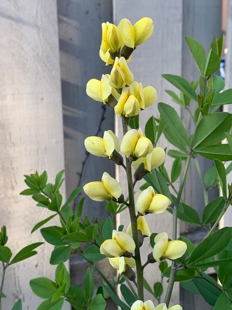Baptisia bracteata flower