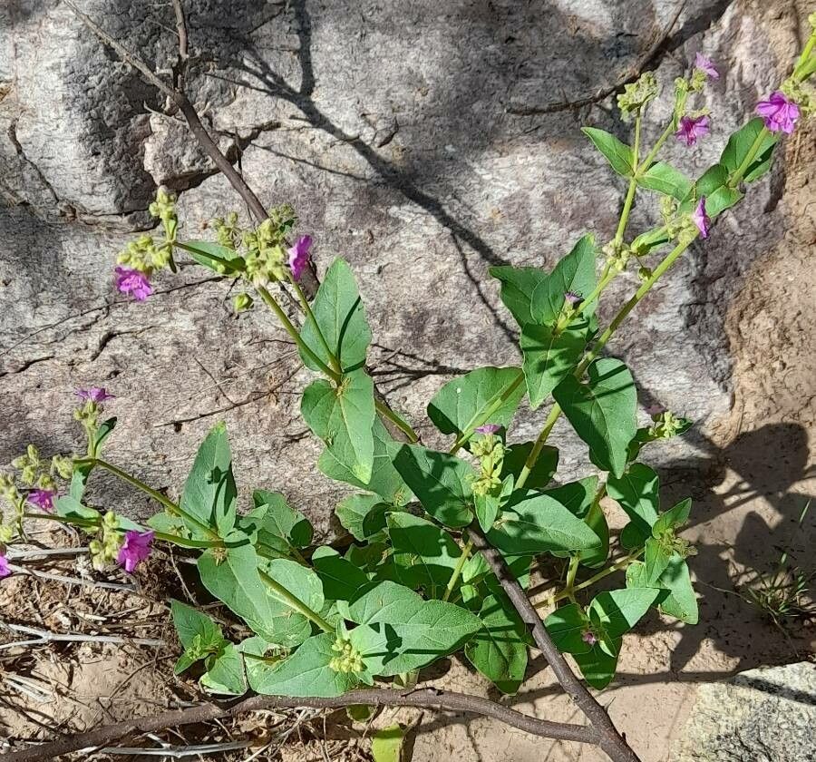 Mirabilis ovata habit
