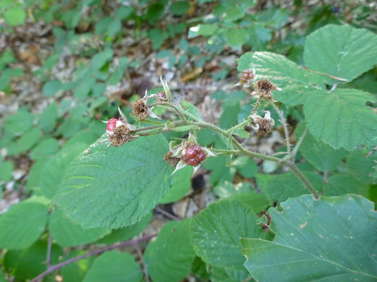 Rubus pedemontanus flower