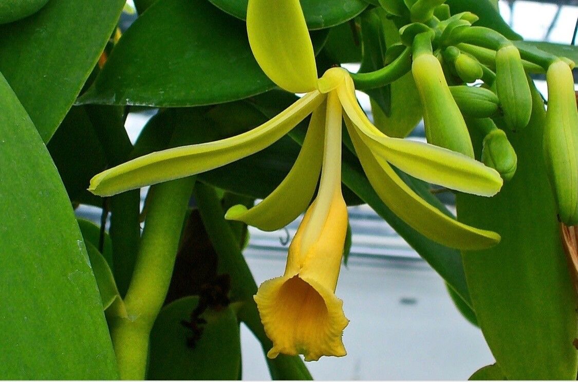 Vanilla pompona flower