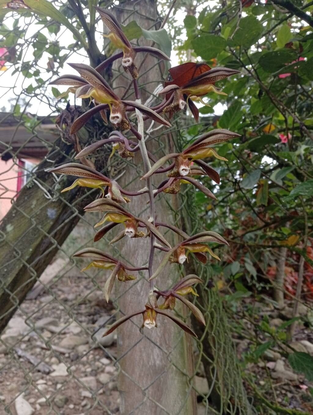 Catasetum saccatum fruit