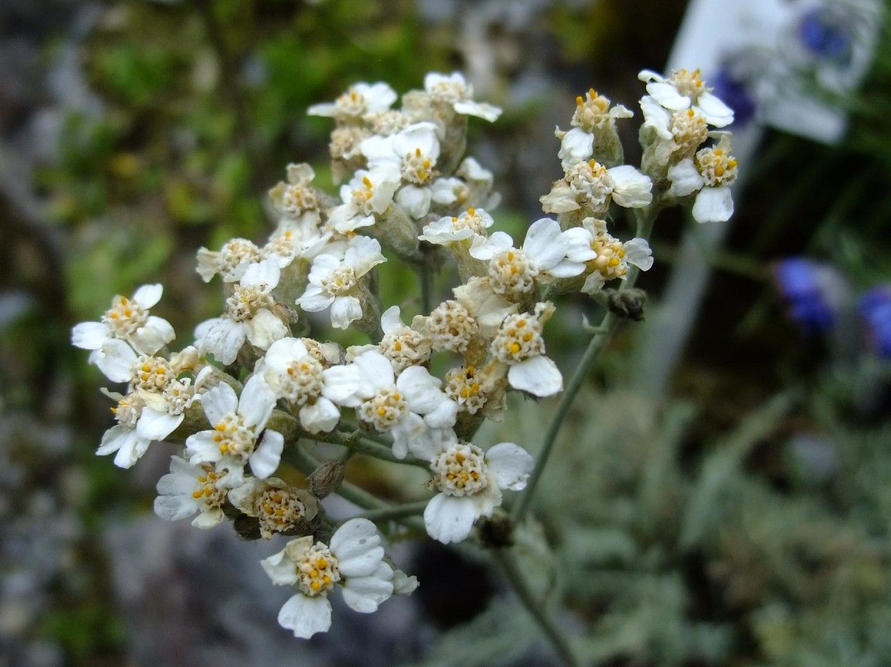 Achillea fraasii — search result for 'Achillea'