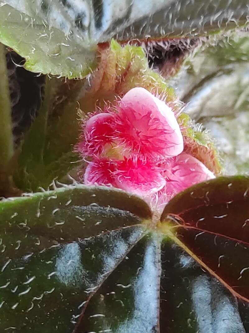 Begonia clarkei flower