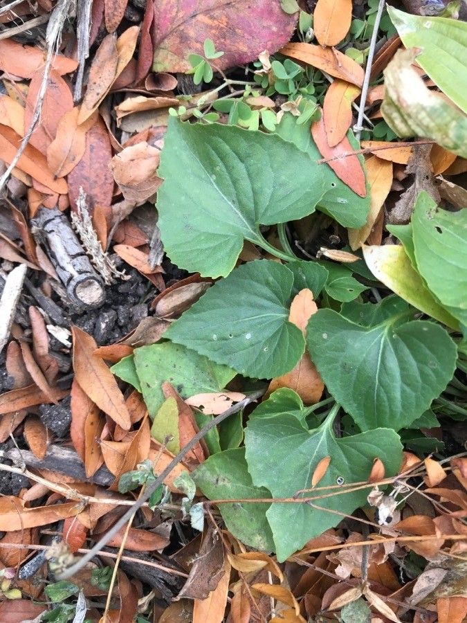 Viola rostrata — search result for 'Violaceae'