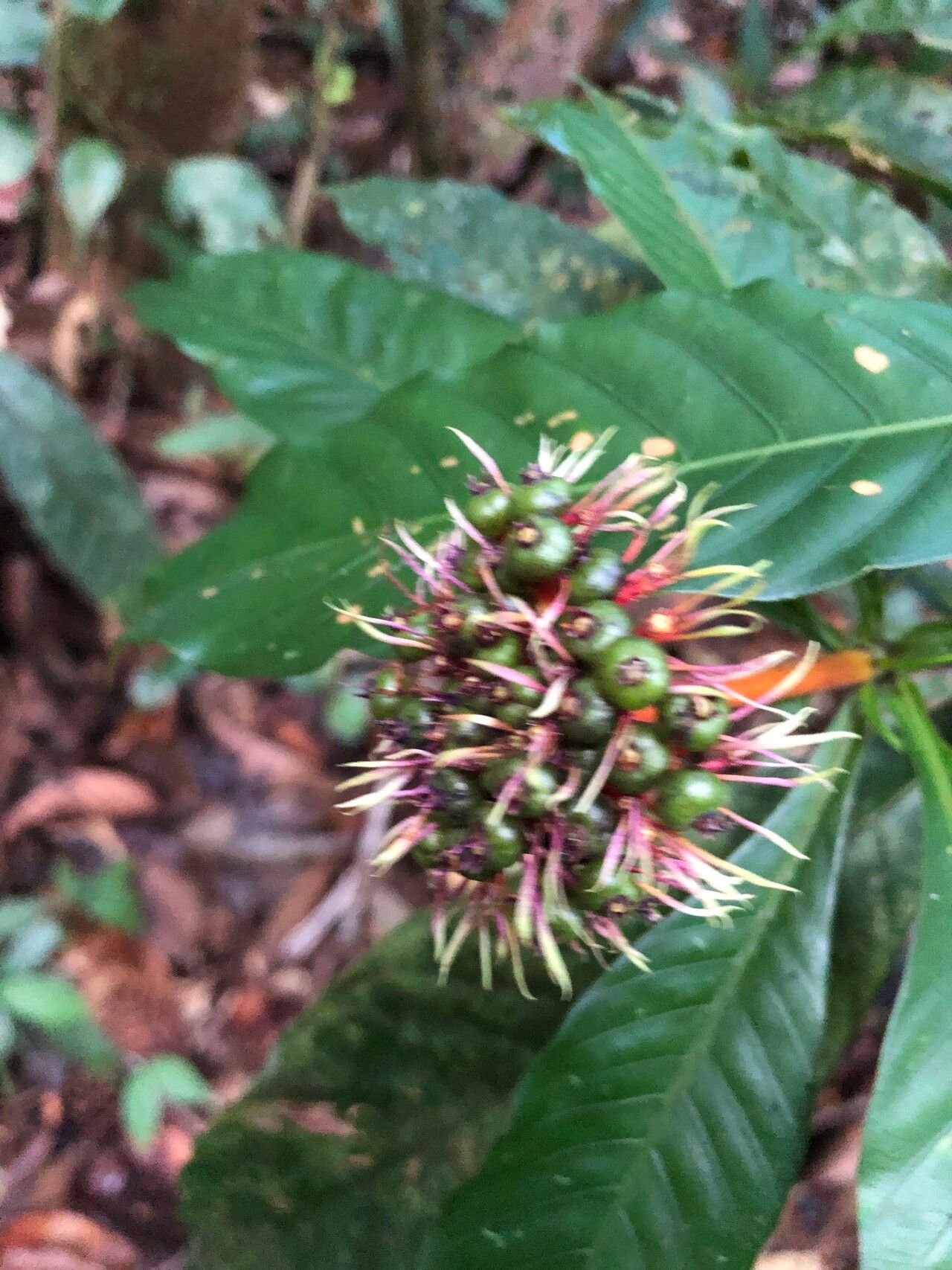 Palicourea virens fruit