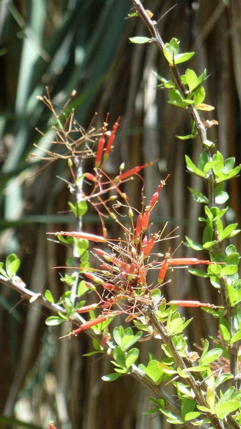 Fouquieria macdougalii flower