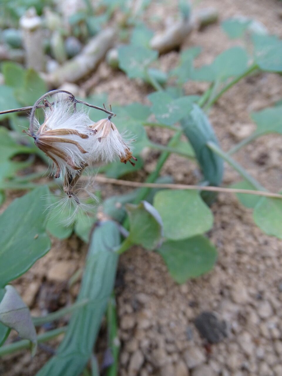 Senecio articulatus fruit