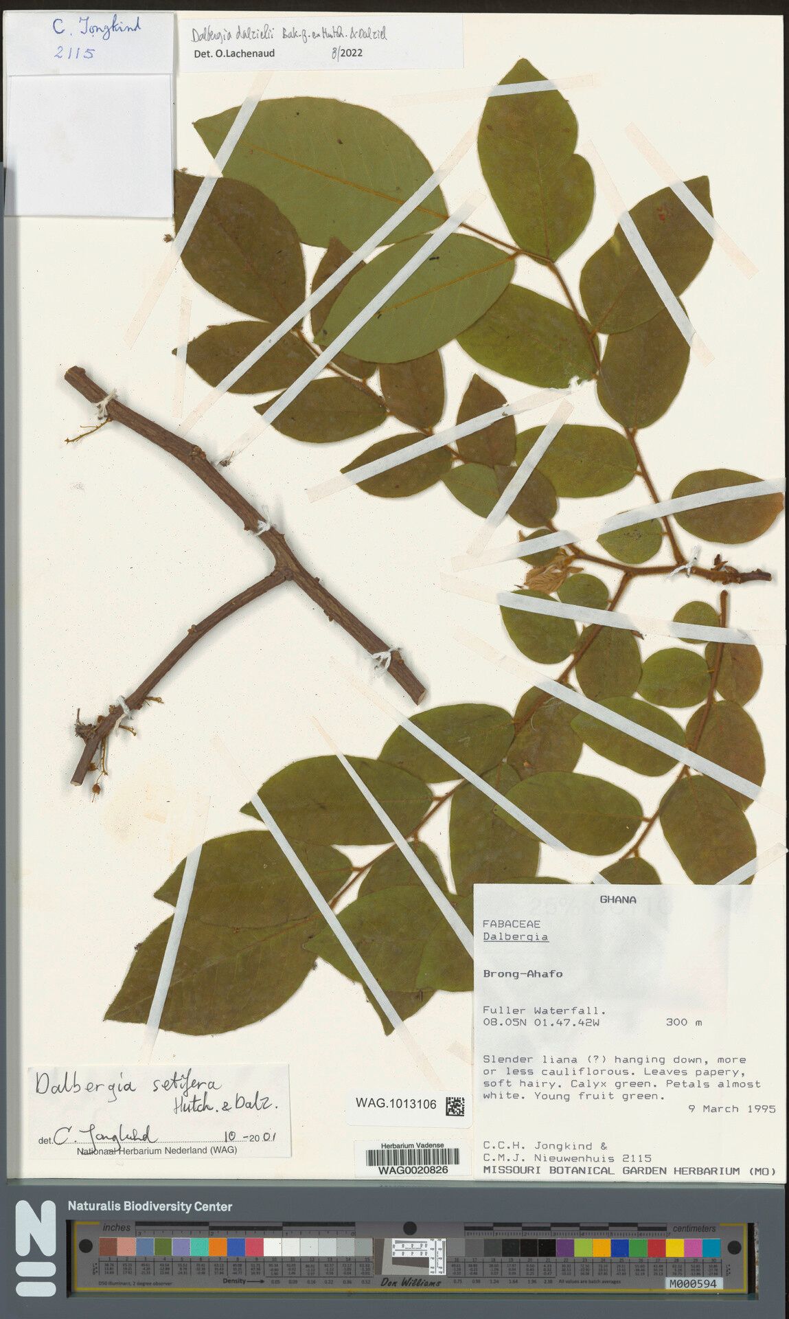 Dalbergia dalzielii — search result for 'Dalbergia'