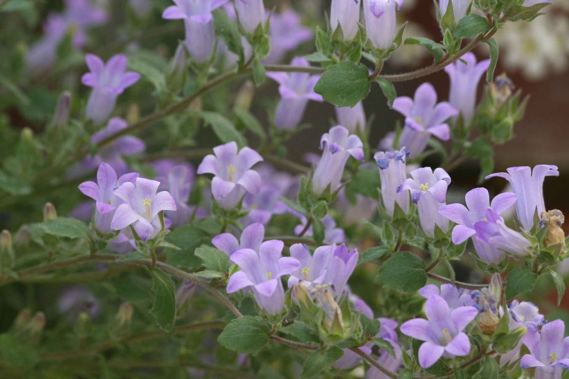 Campanula lavrensis flower