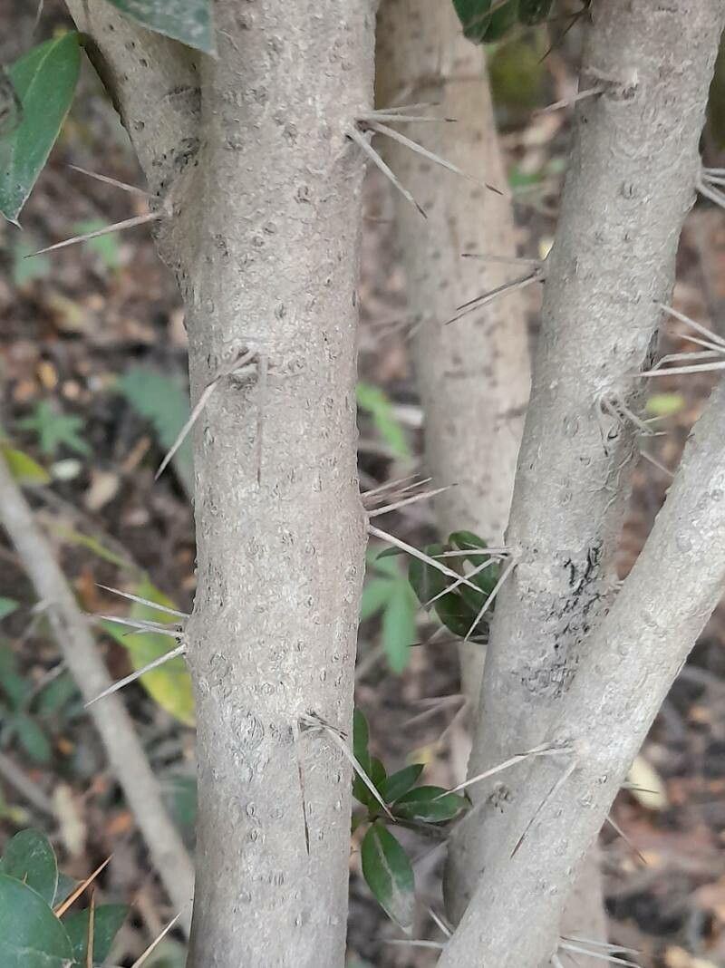 Dasyphyllum diacanthoides bark