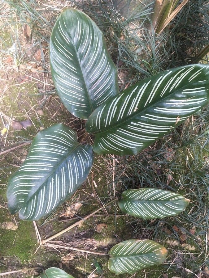 Calathea ornata leaf