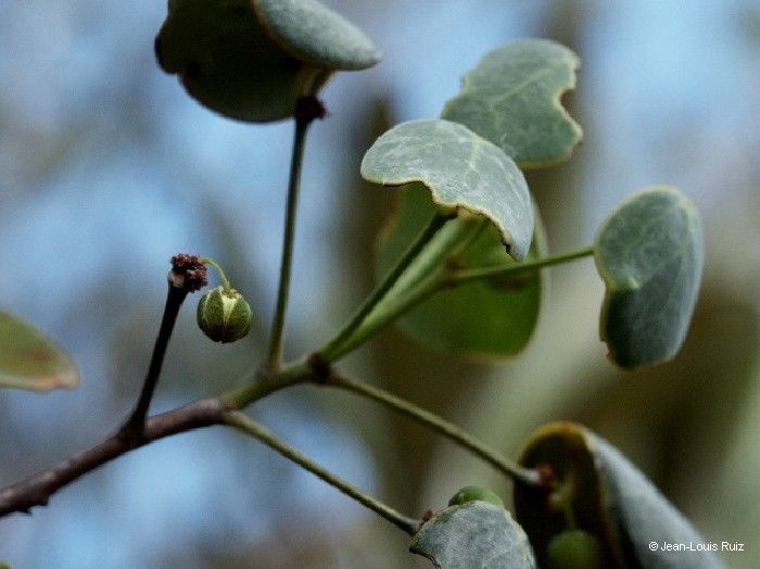 Phyllanthus peltatus flower