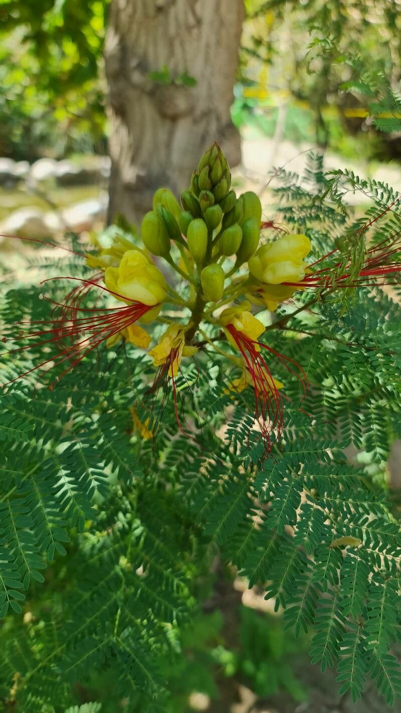 Caesalpinia acapulcensis — related species from the same genus