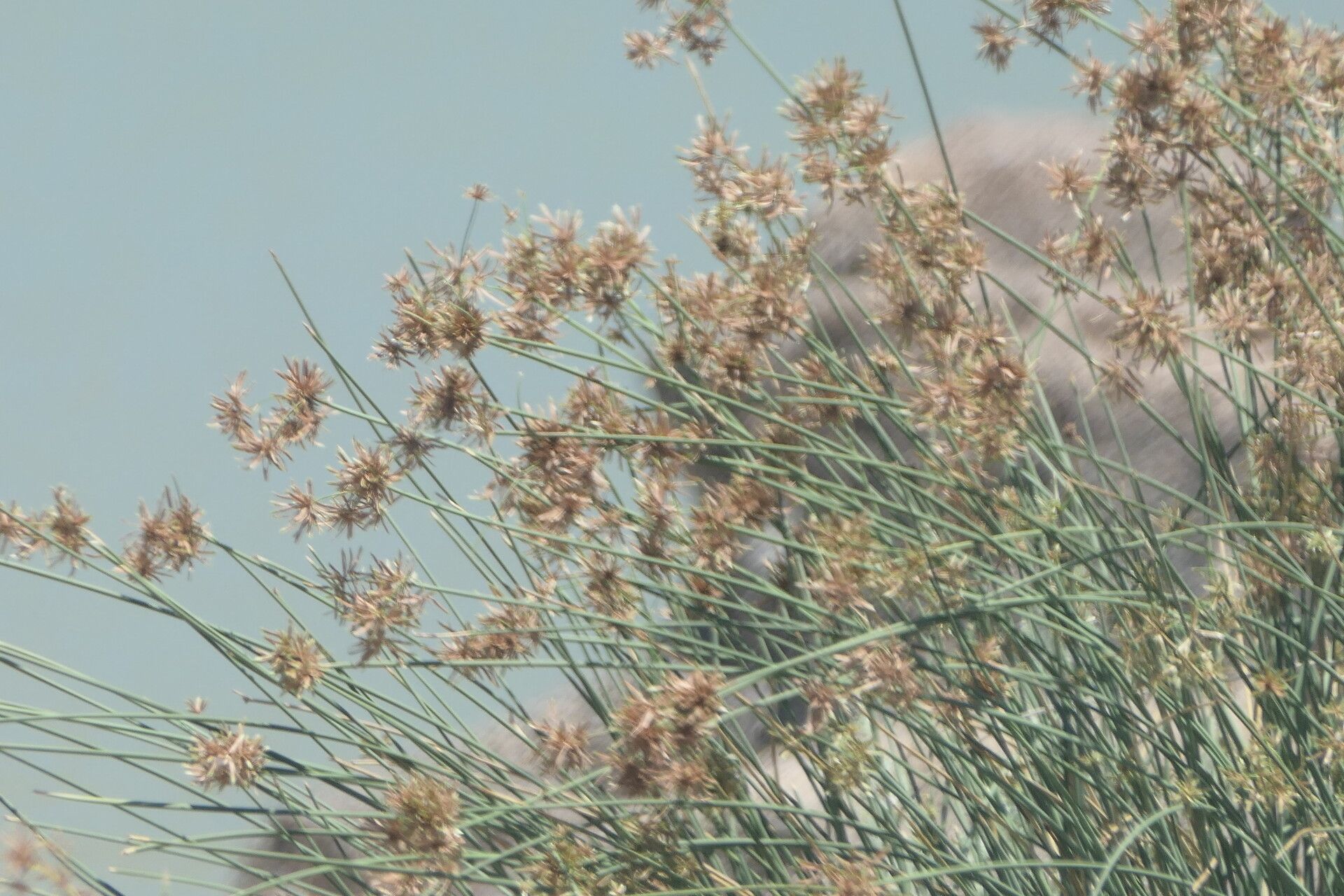 Cyperus marginatus flower