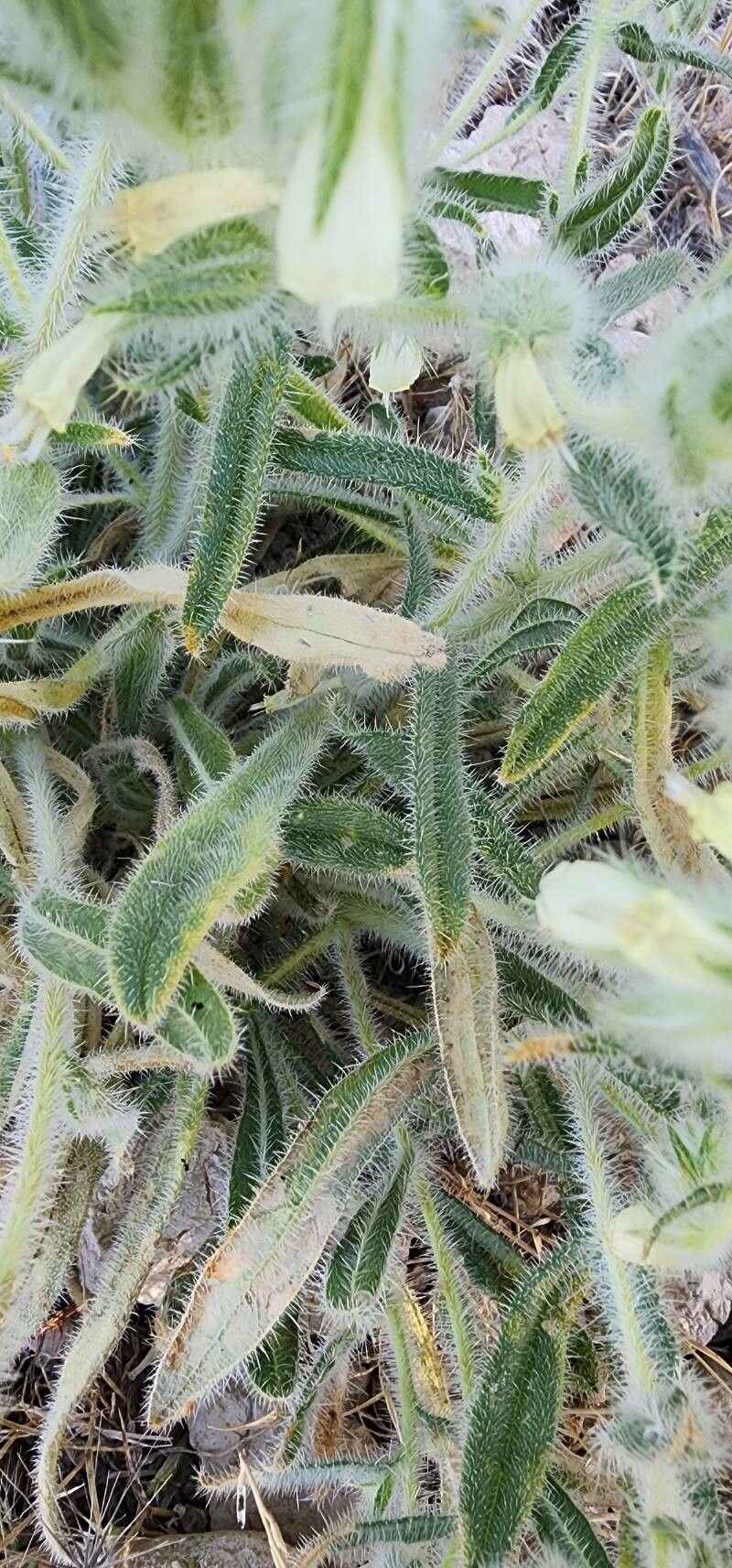 Onosma microcarpa — houseplant care guide