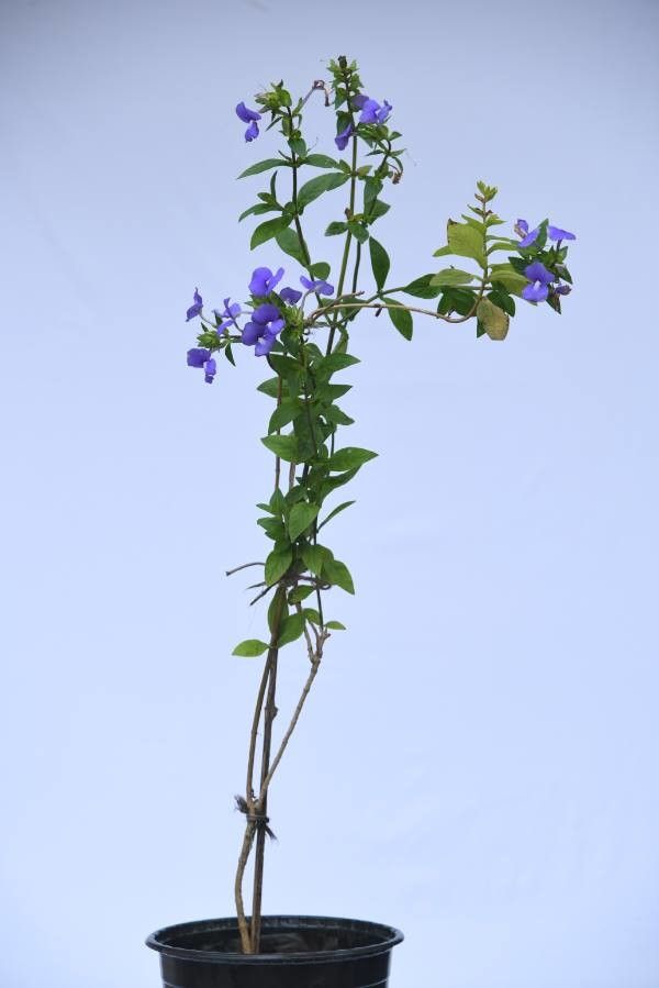 Gambelia speciosa flower