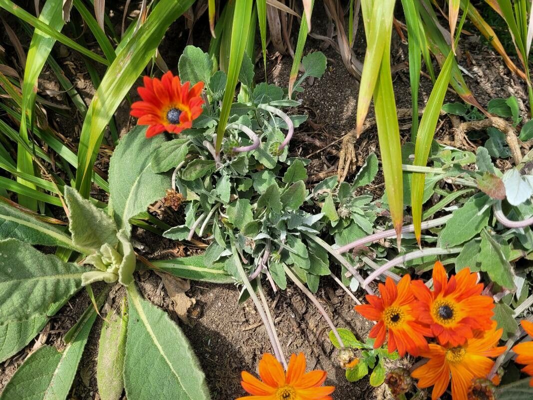 Arctotis stoechadifolia habit