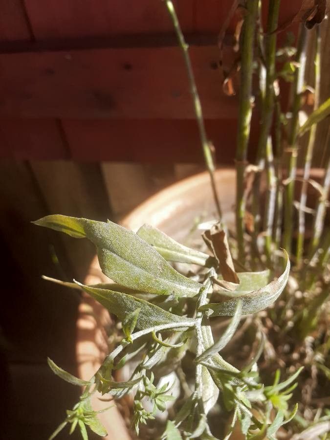 Machaeranthera tanacetifolia — herb houseplant