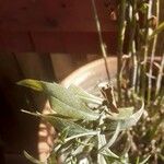 Machaeranthera tanacetifolia