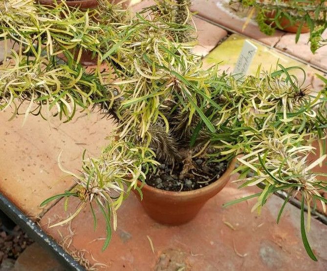 Euphorbia rossii habit