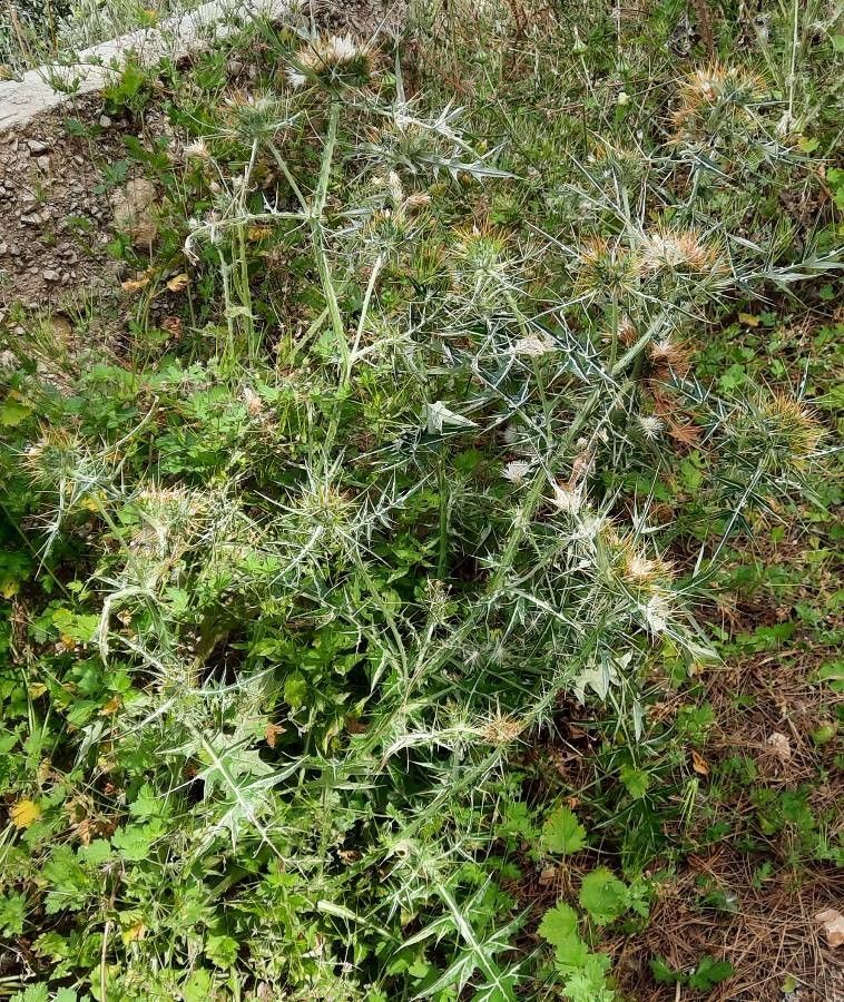 Galactites duriaei habit