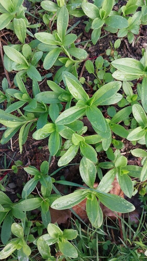 Salvia lycioides — houseplant care guide