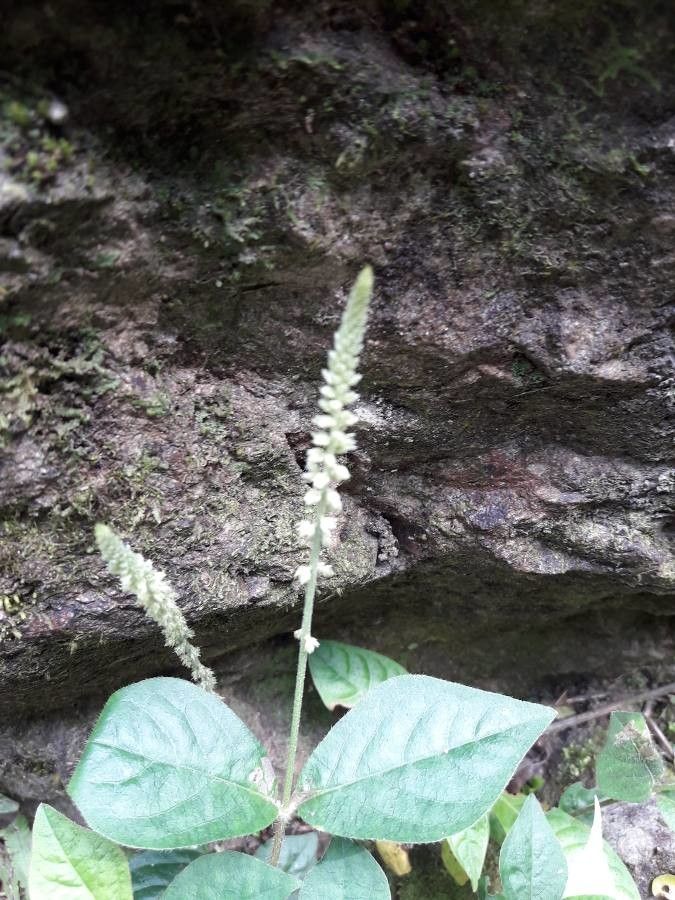 Cyathula prostrata flower