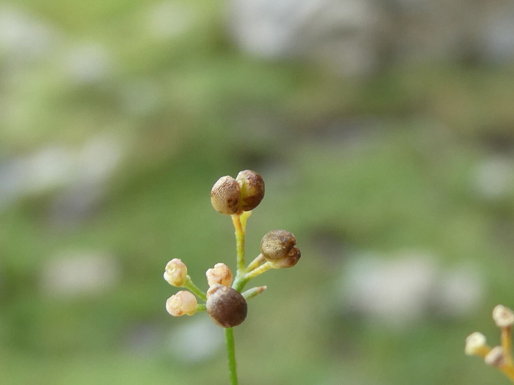 Galium pumilum fruit