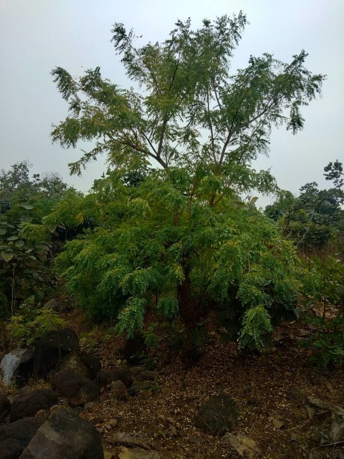 Chloroxylon swietenia habit