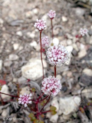 Eriogonum nortonii habit