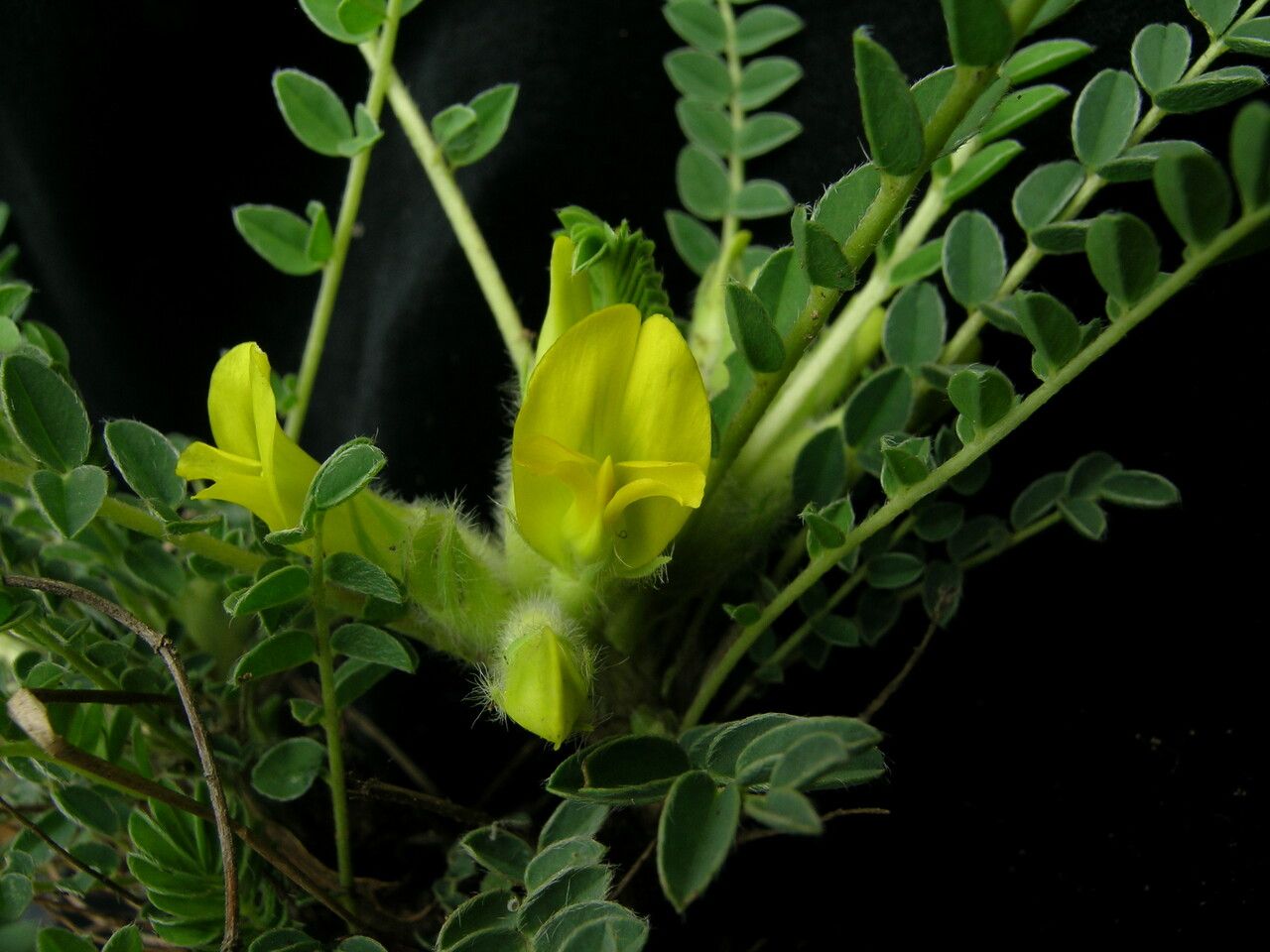 Astragalus supervisus — houseplant care guide