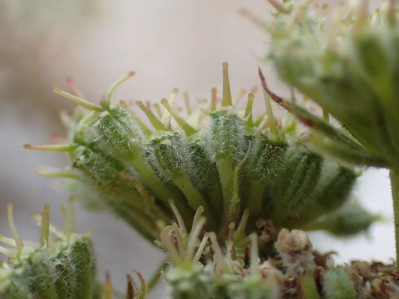 Seseli libanotis fruit