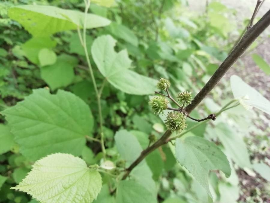 Ayenia micrantha — houseplant care guide