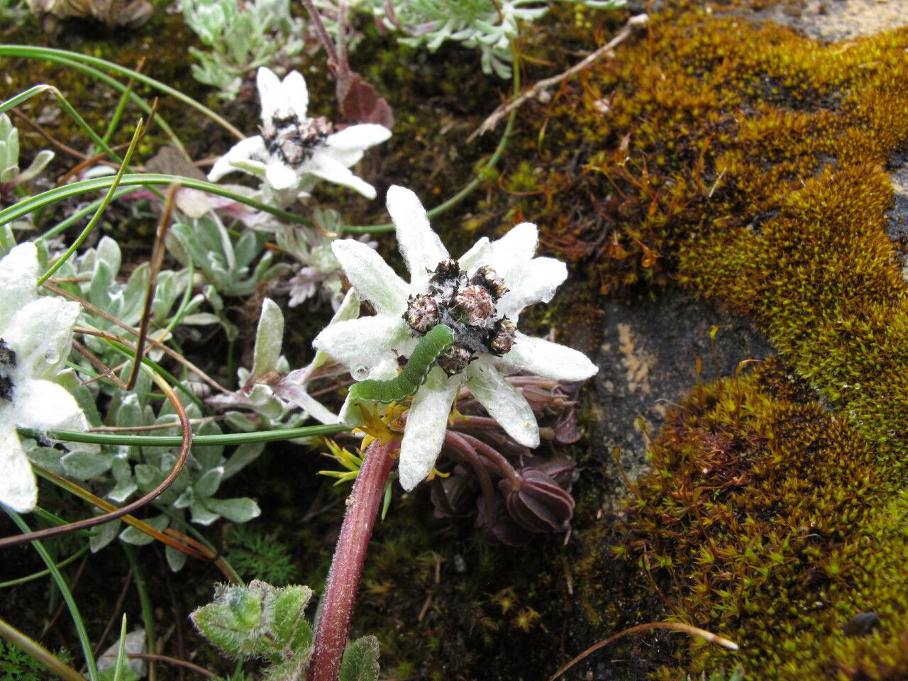 Leontopodium monocephalum habit