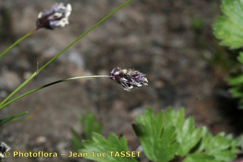 Sesleria ovata flower
