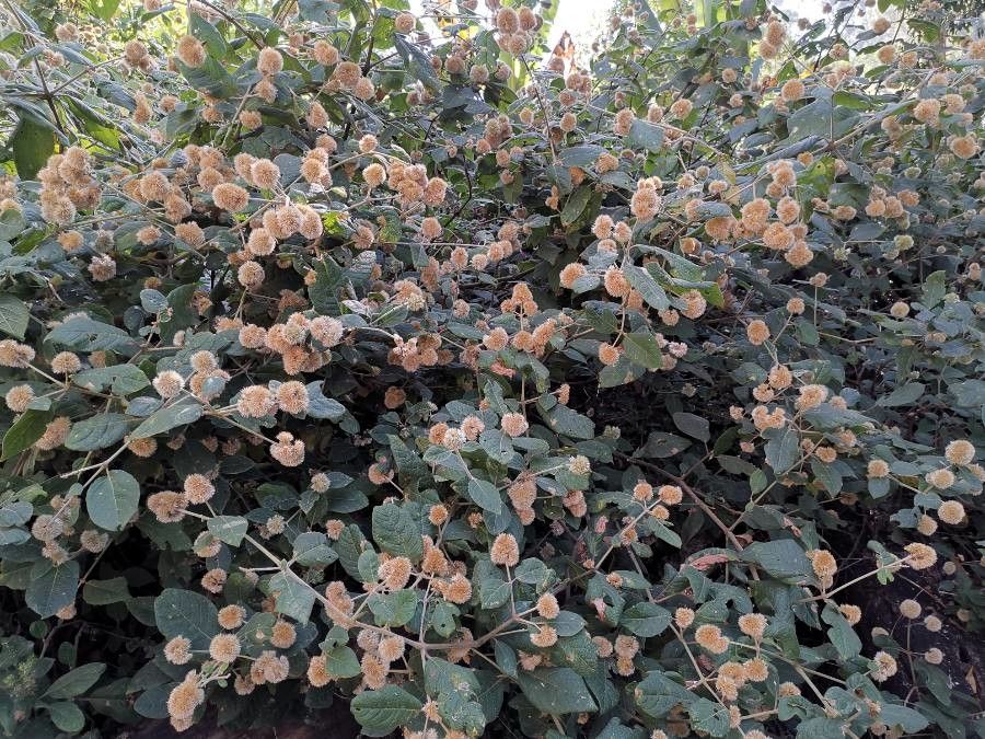Cyathula uncinulata flower
