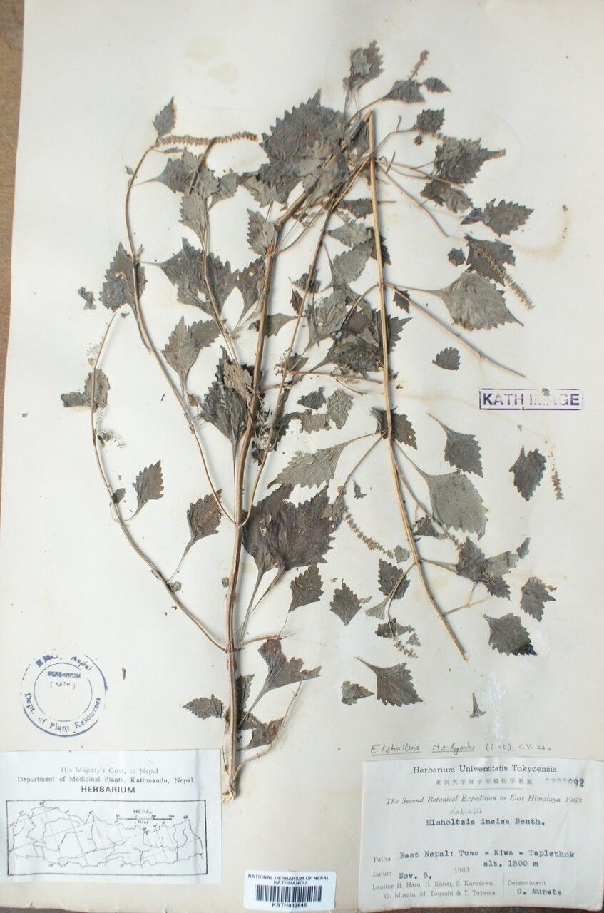 Elsholtzia stachyodes — houseplant care guide